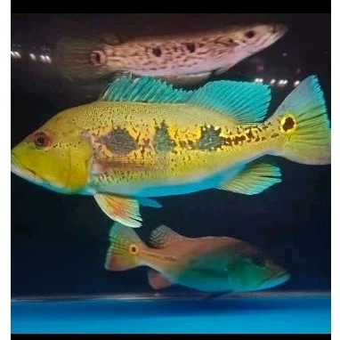 ikan pbass orinoco 20-30cm ikan pbass orinoco goodmarking ikan predator pbass orinoco jumbo 20-30cm 