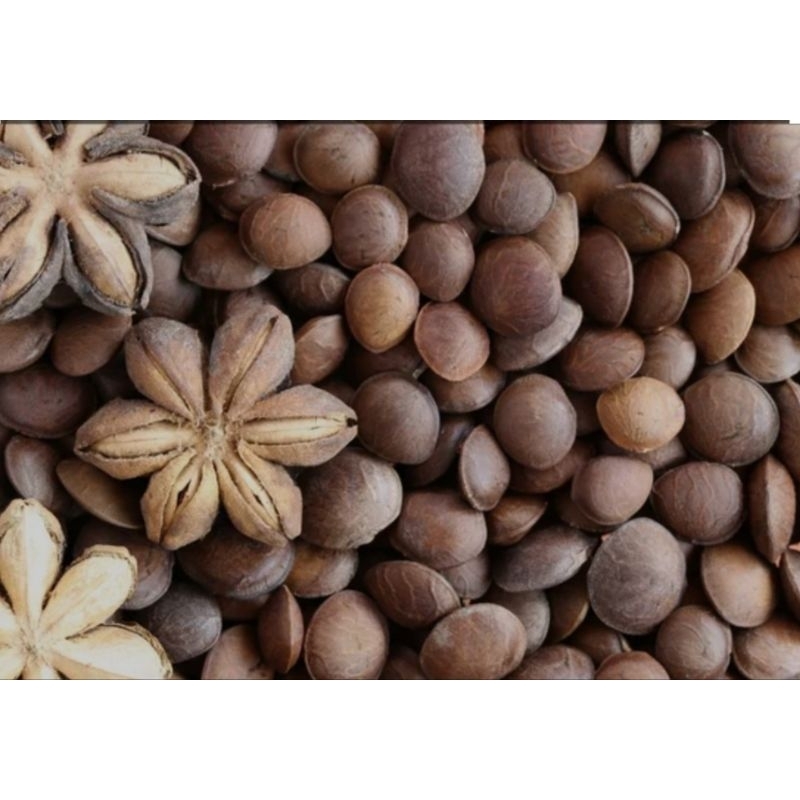 

KACANG SACHA INCHI