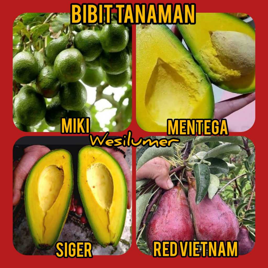 Paket 4 Bibit Alpukat ( Miki , Mentega , Siger , Red Vietnam )