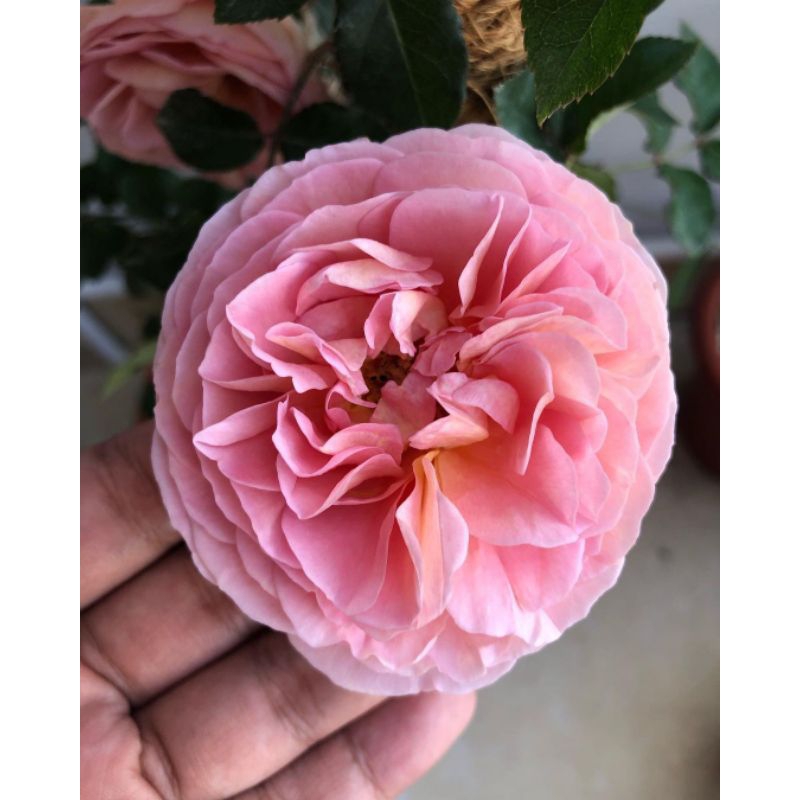 Tanaman Mawar import Abraham darby