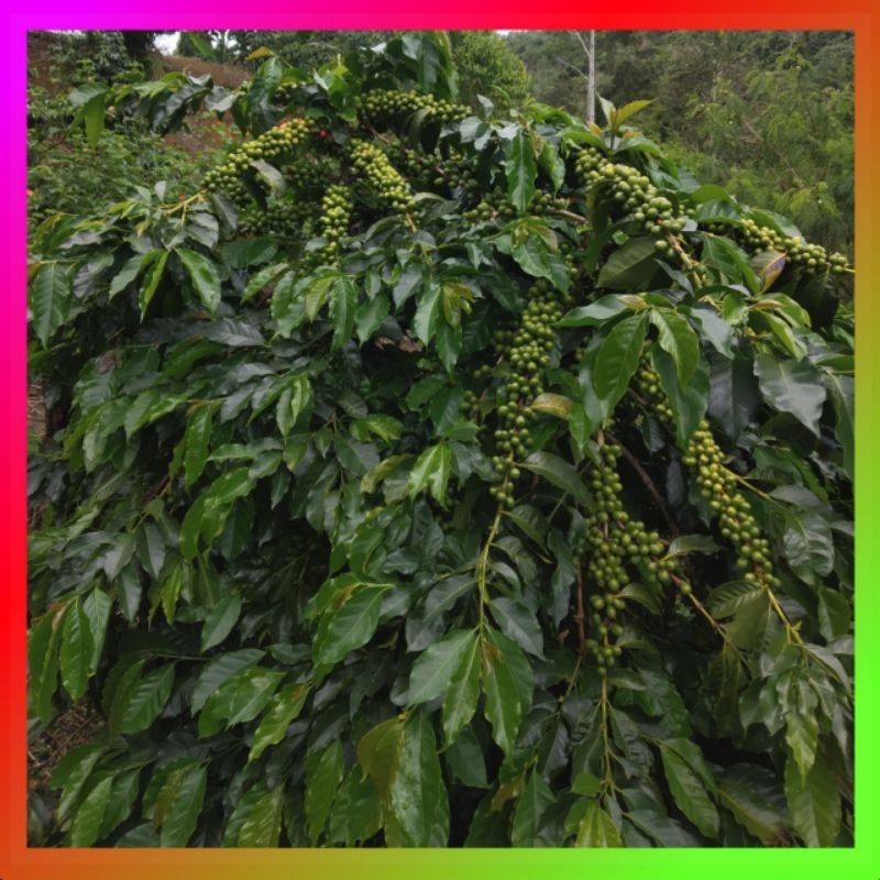 

Benih Biji Kopi Gayo Ateng Pucuk Hijau Super Variates 1Kg