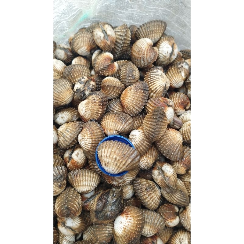 

kerang dara ( kerang merah )