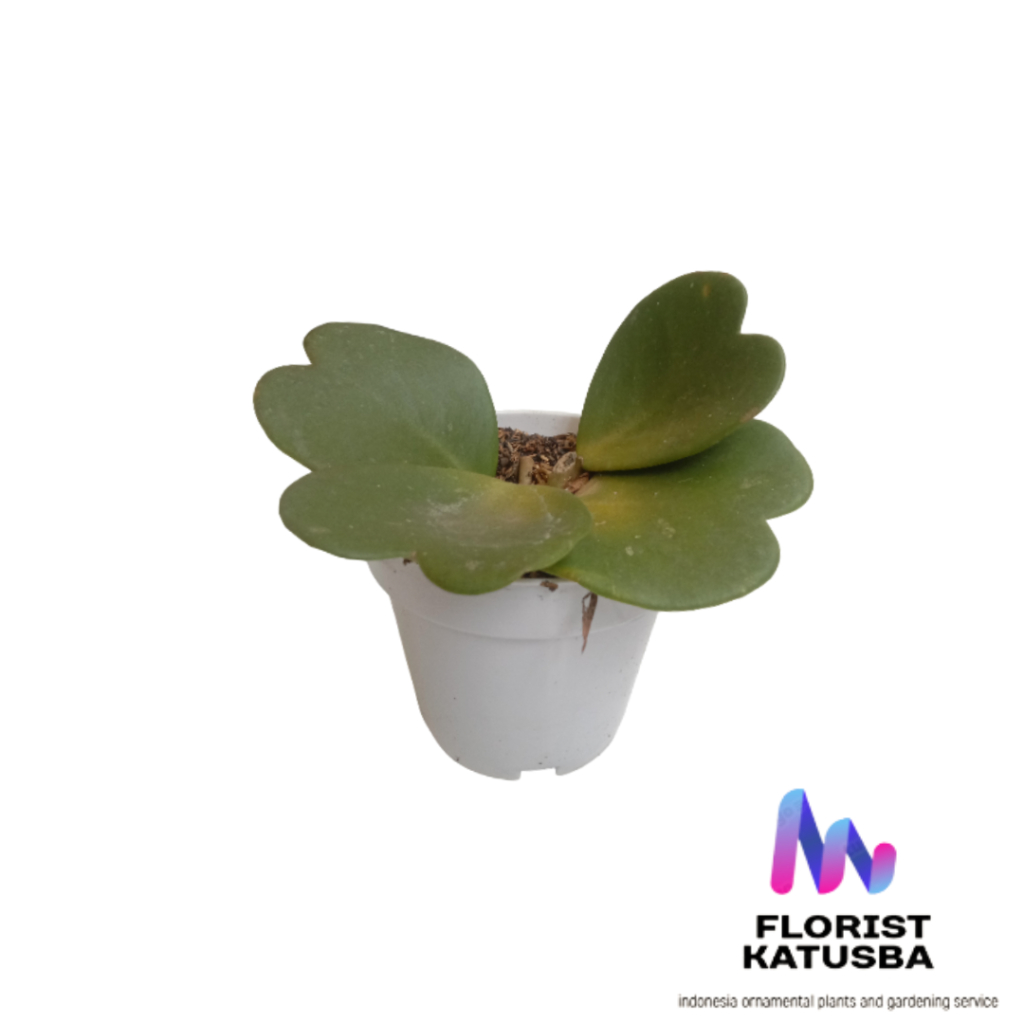 Tanaman hoya Kerrii Love Single Leaf |florist kastuba