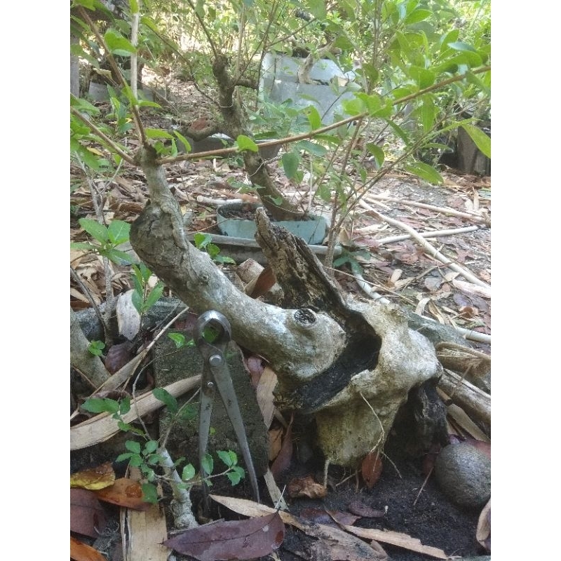 bonsai wahong