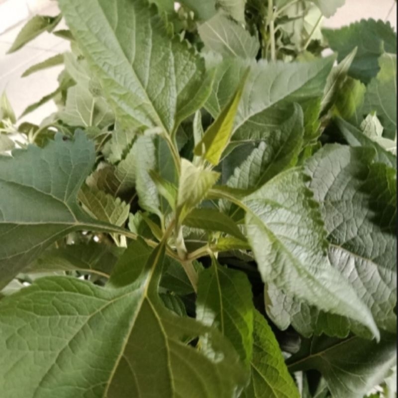 

daun kirinyuh segar atau kopasda 1kg
