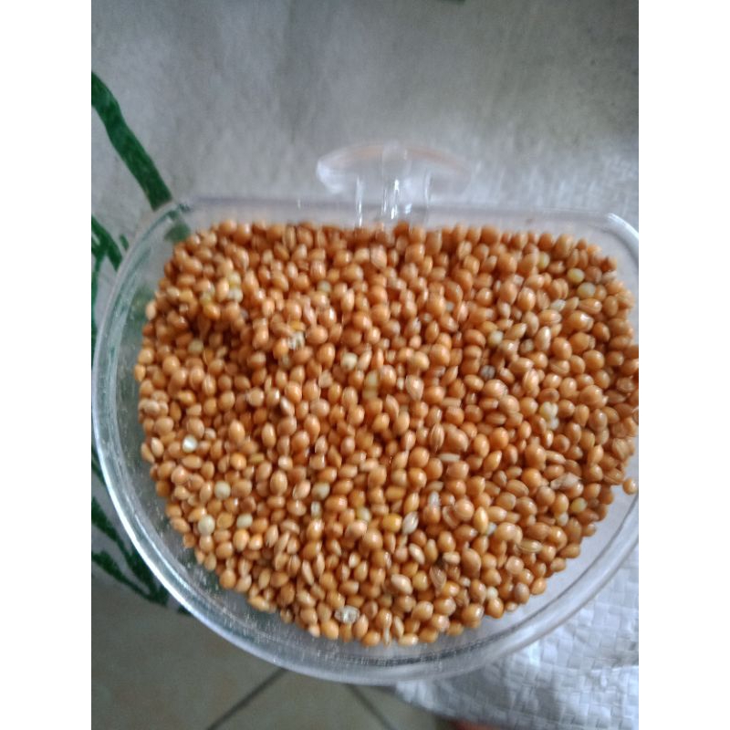 Milet Yellow Biji Milet Kuning Pakan Kutut labet