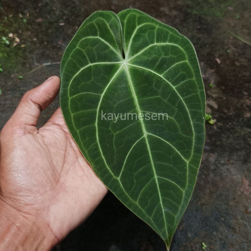 Kuping Gajah Magnificum Verde - Size Remaja