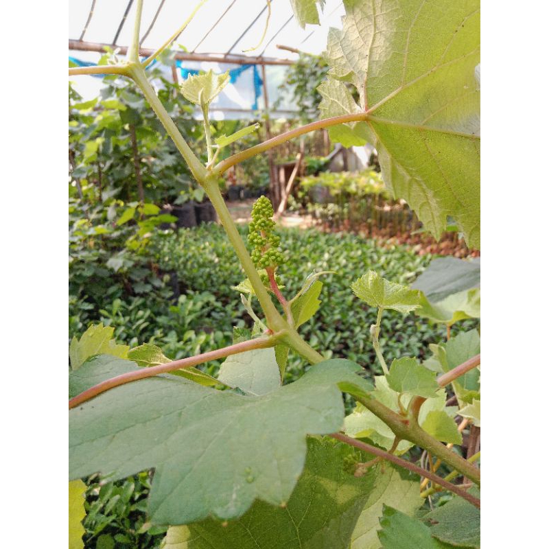 Tinggi ±1,5 meter  Bibit Anggur Import Merah Jupiter Sudah Pernah Berbuah Dalam Planterbag