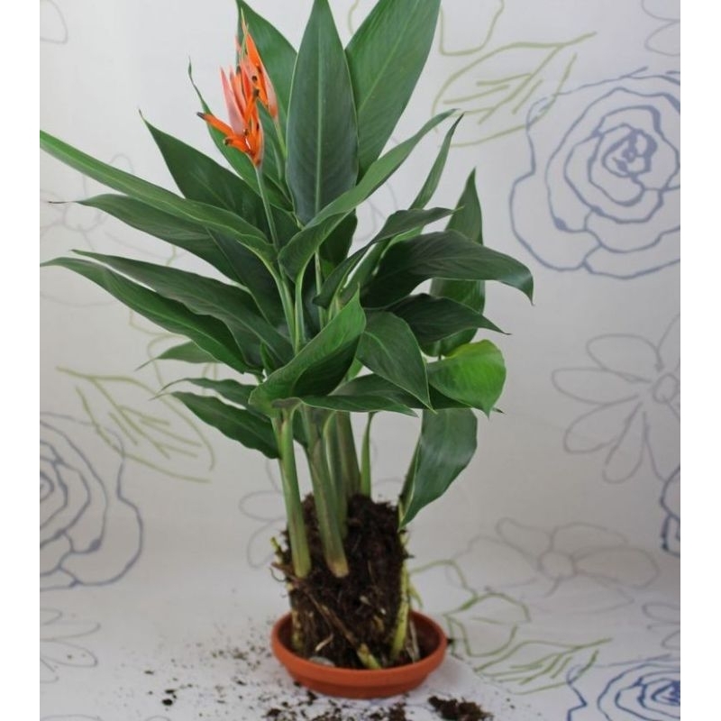 PAKET (3btg) Heliconia Golden/Heliconia Bunga Kuning