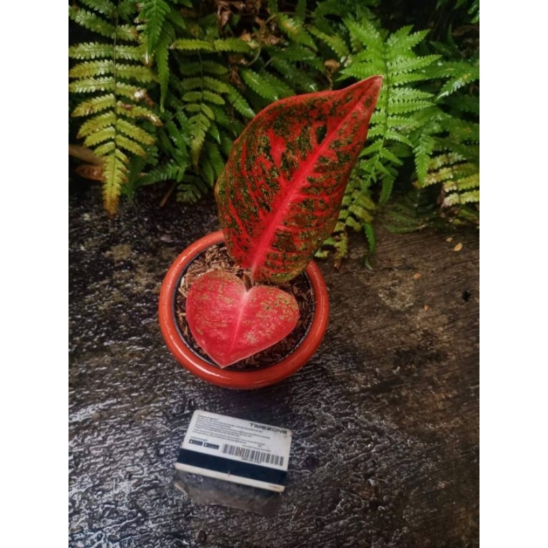 AGLAONEMA ARINI MERAH
