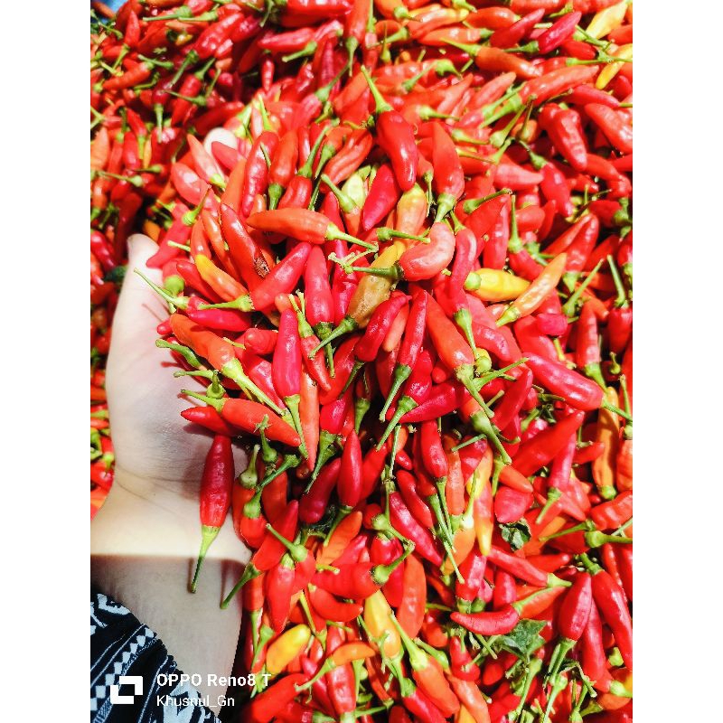 

CABE SETAN ORI (RAWIT MERAH ORI)
