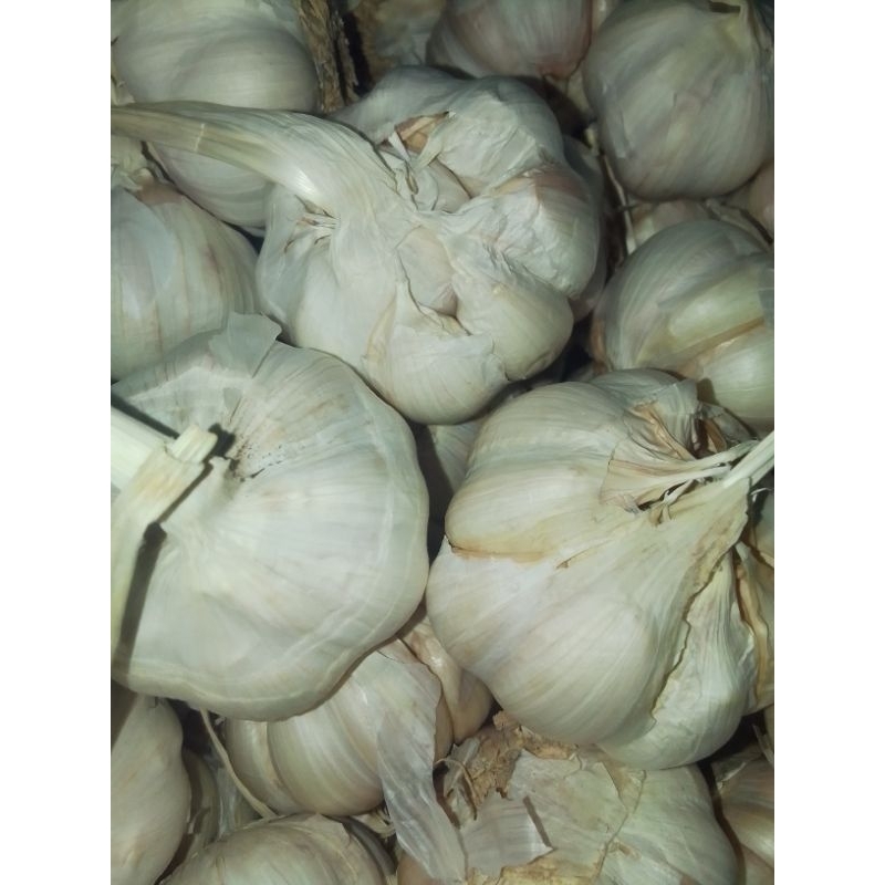 

bawang putih gemol bersih