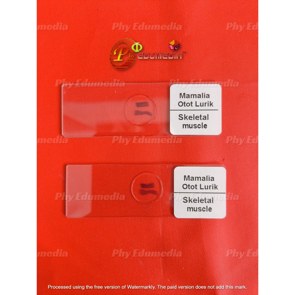 Preparat Otot Lurik / Preparat Otot Rangka / Preparat Kering Skeletal Muscle Per Pcs