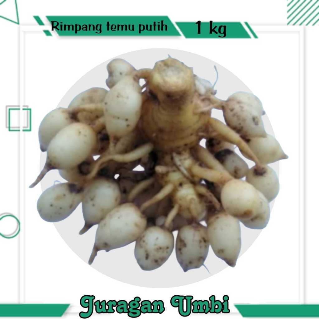 

Buah Kunyit Putih / Biang Kunyit putih / Temu Putih Segar 1 kg