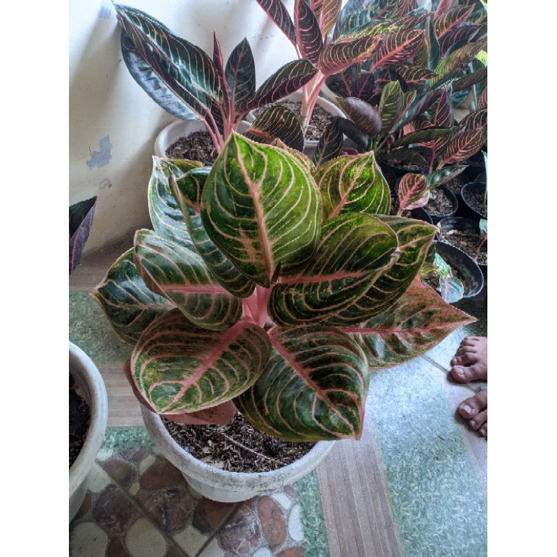 Aglaonema Rinjani Rimbun