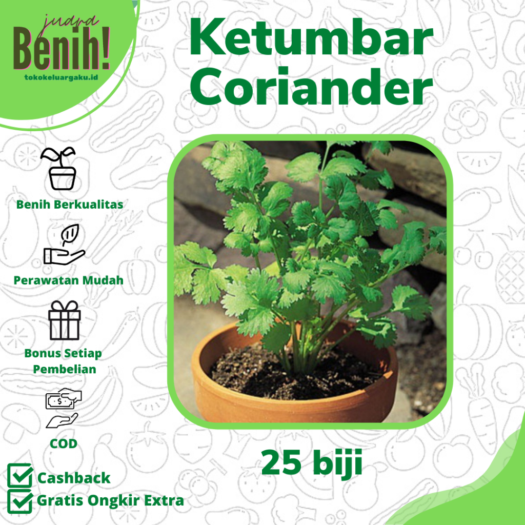 25 Benih Daun Ketumbar Favor Coriander  Bibit Herbal Repack Known you seed