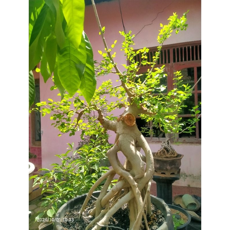 phusu batu mikro niagari