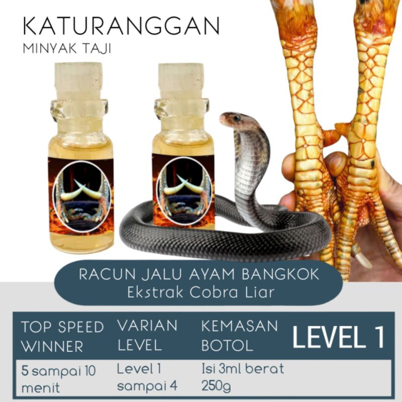 Doping Ayam Bangkok Aduan