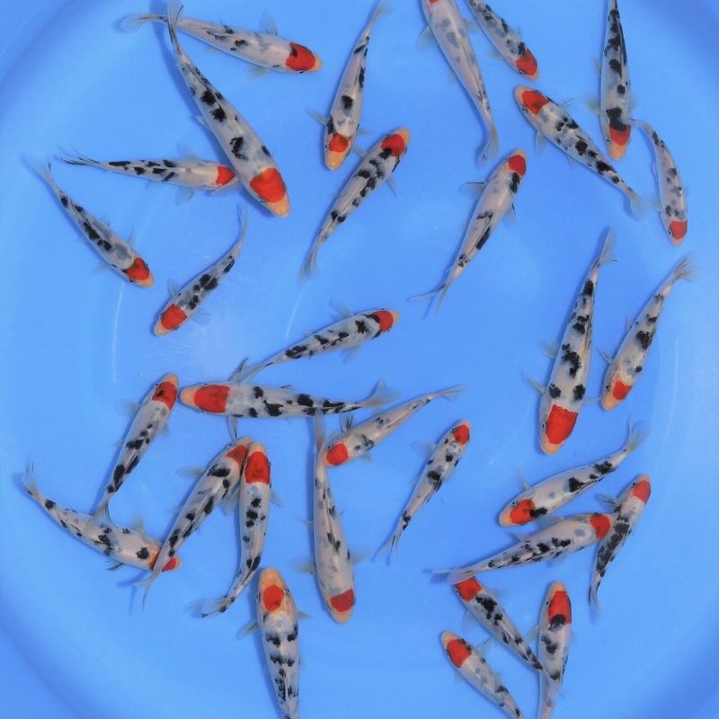 

Sanke Koi Paket 6 Ekor