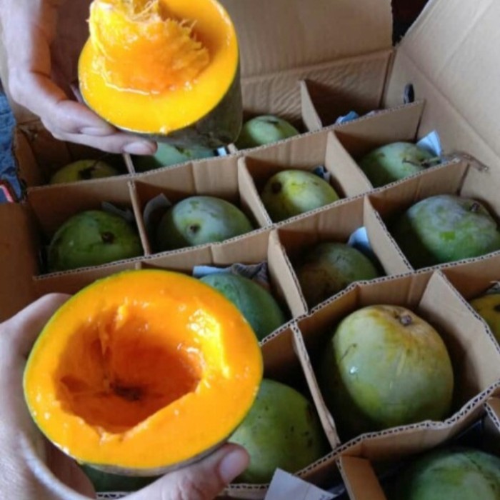

Buah Mangga Harum Manis Super 5 Kg / 1 Kardus