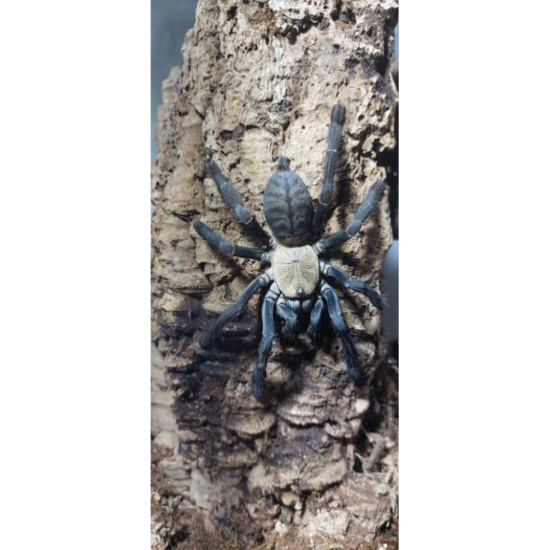 mainan cyriopagopus Sp. Hati Hati