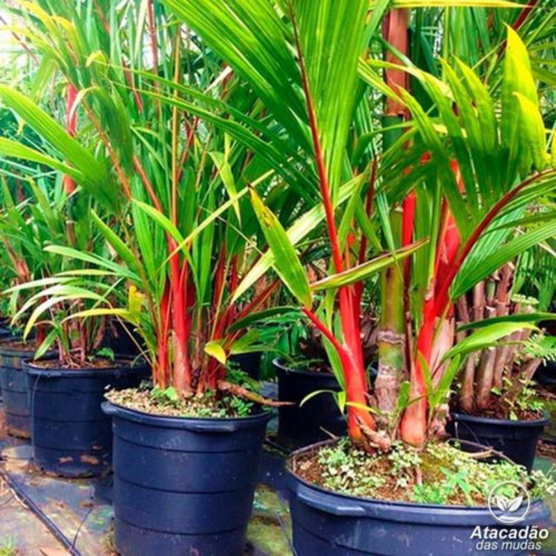 Siap Kirim Bibit Tanaman Hias Palem Merah Besar