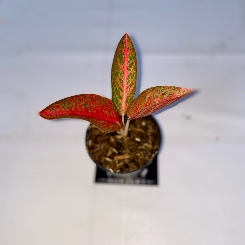 Aglaonema kendedes