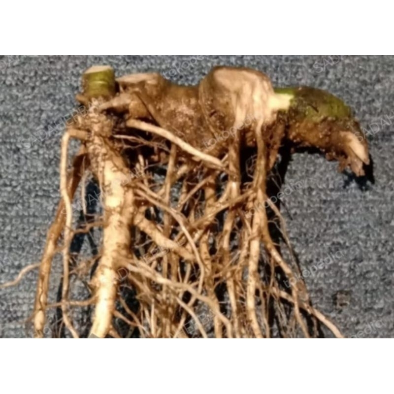 

Akar cepokak akar takokak segar 250 gram fresh