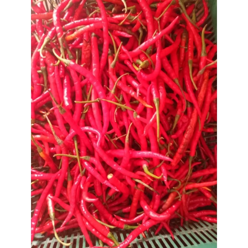 

Cabai merah keriting kirim instan 250gr