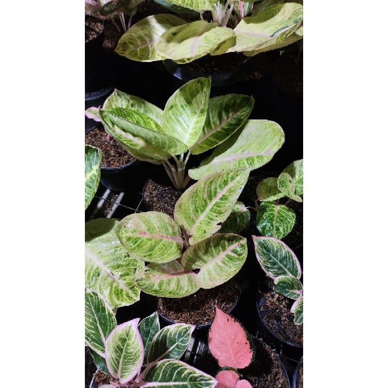 aglaonema marsha anjani merah rumpun