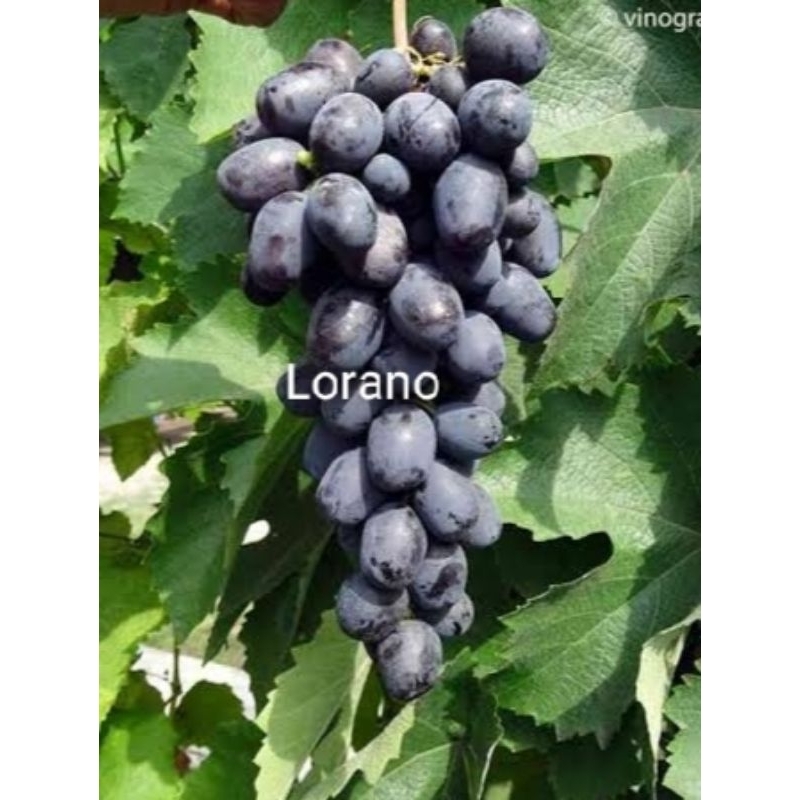 

Lorano