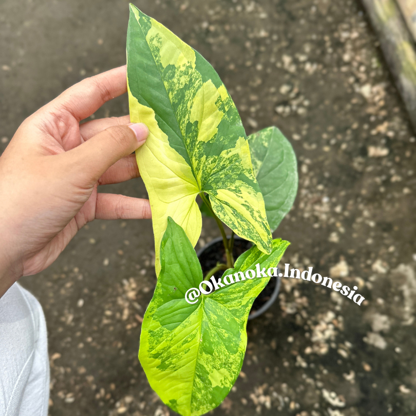 Syngonium Aurea Varigata Kuning
