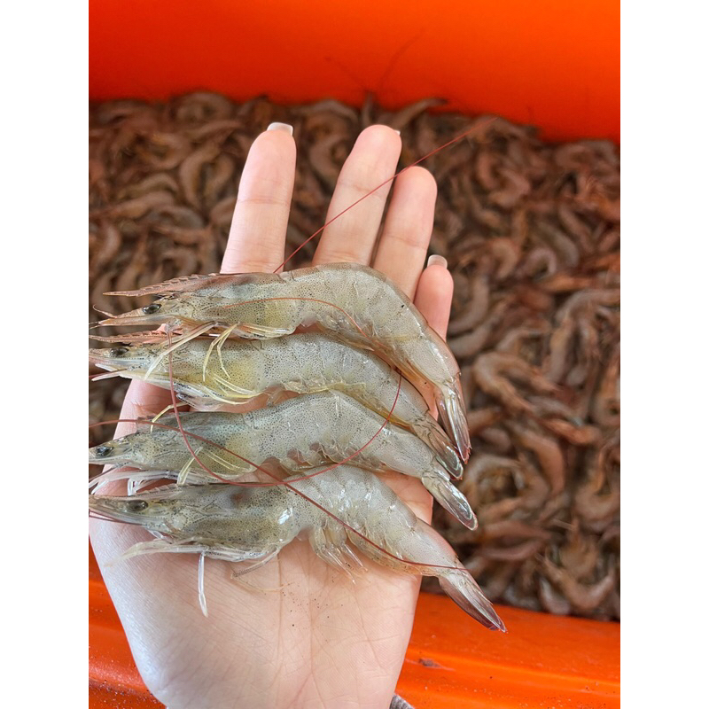 

Udang Vaname Fresh Segar