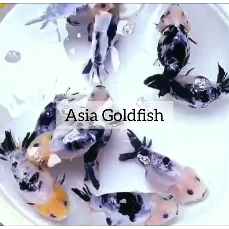 Sapi Air | Lionchu | Ranchu Sapi Gen Jumbo Berkualitas