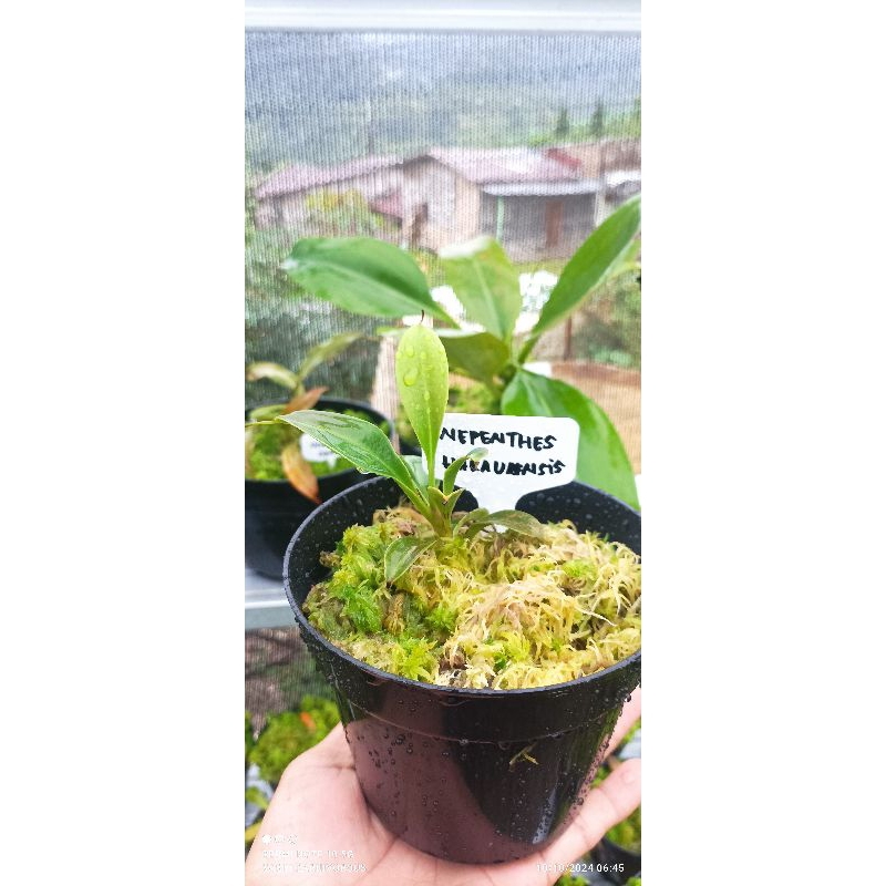Nepenthes Haruensis