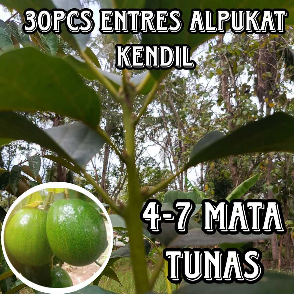 (GROSIR 30PCS) ENTRES ALPUKAT KENDIL ENTRES ALPUKAT SUPER