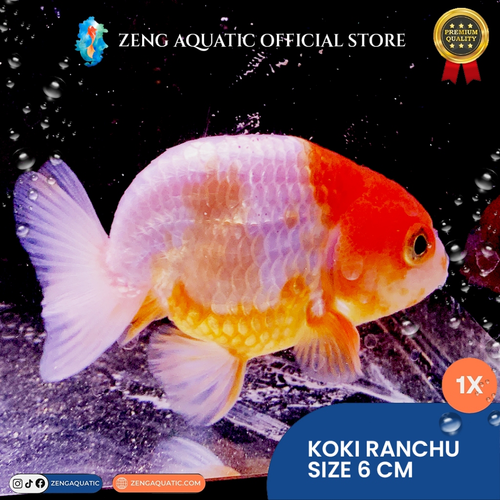 Ikan Hias Koki Ranchu- Hias Koki Lucu Grade Bagus - Lionchu Buffalo Ranchu By Zeng Aquatic