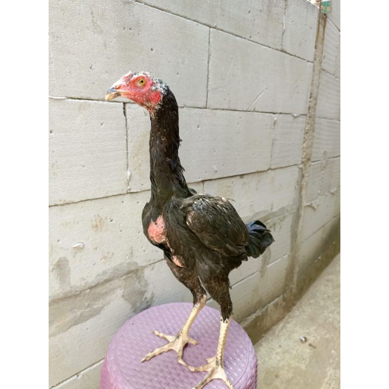 Ayam jantan adu bangkok silang pakoy black bull bahan kualitas trah juara pakhoy brackot