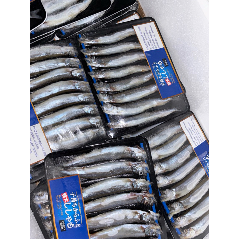 

ikan Shisamo / Ikan capelin grade A