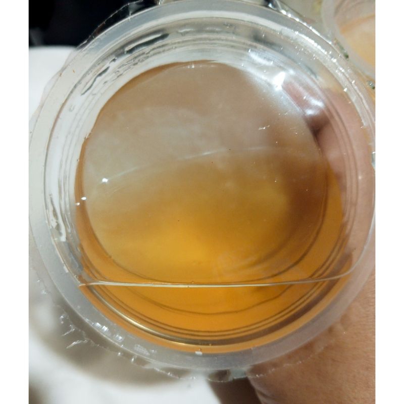 

SCOBY bibit kombucha