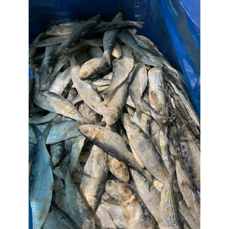 

ikan Asin Tamban 1 kg