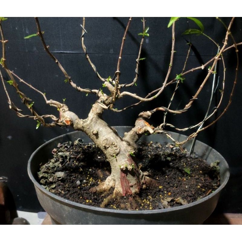 Bonsai Prospek anting Putri prokar 1