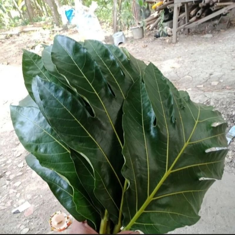 

daun sukun segar langsung petik 500g