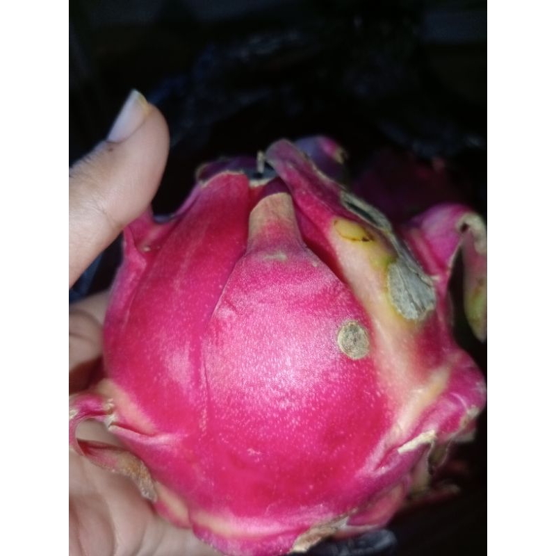 

Buah naga merah.. berat 1kg