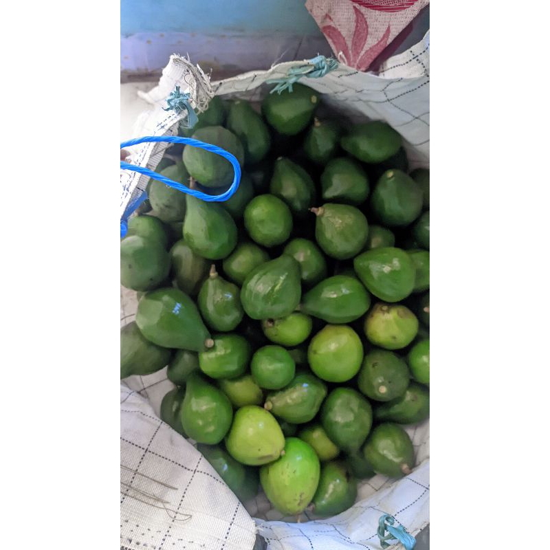 

alpukat lokal trwas