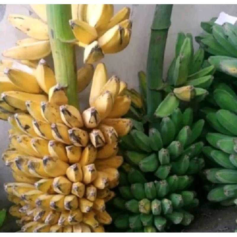 

Buah pisang kepok kuning 1kg