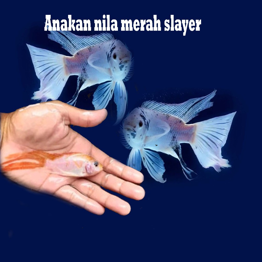 bonus 10g pelet ikan setiap membeli 20e bibit ikan nila merah kumpay