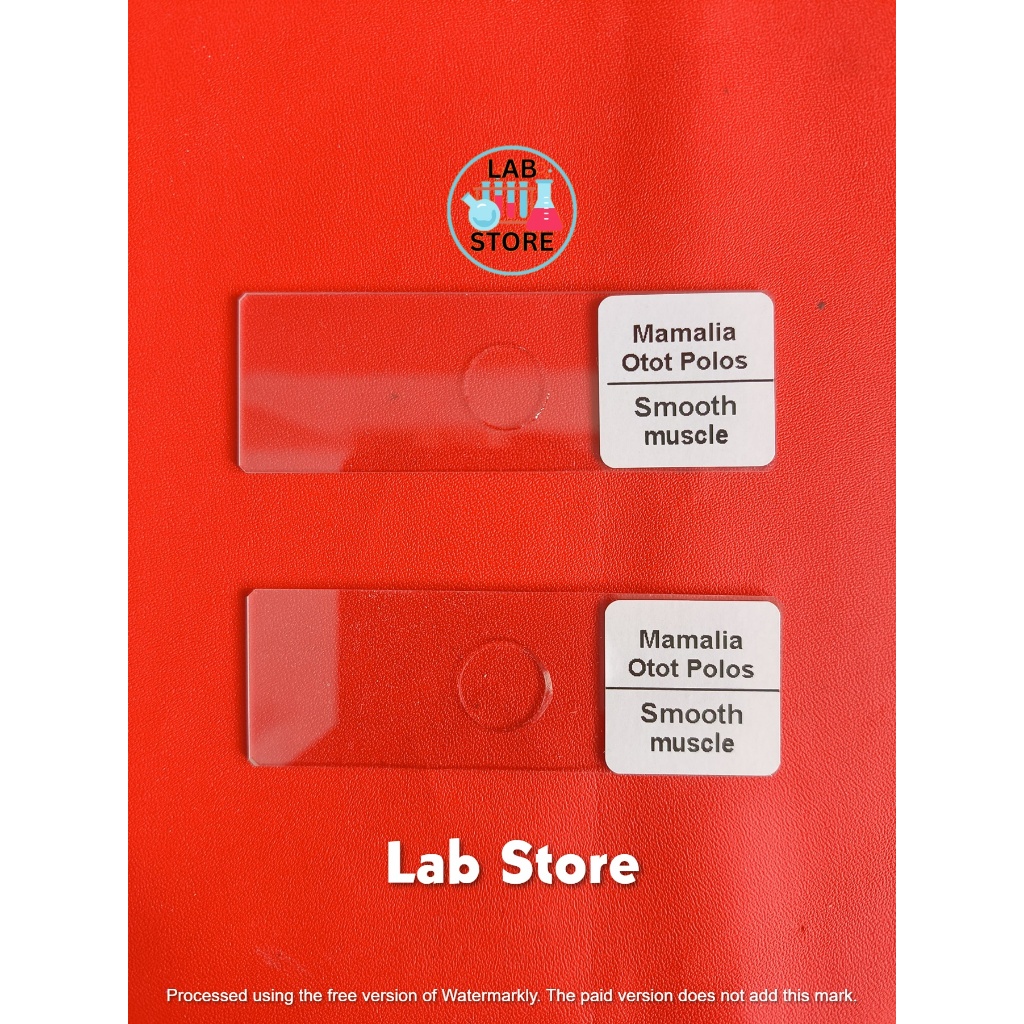 Preparat Otot Polos / Preparat Otot Halus / Preparat Kering Smooth Muscle Per Pcs