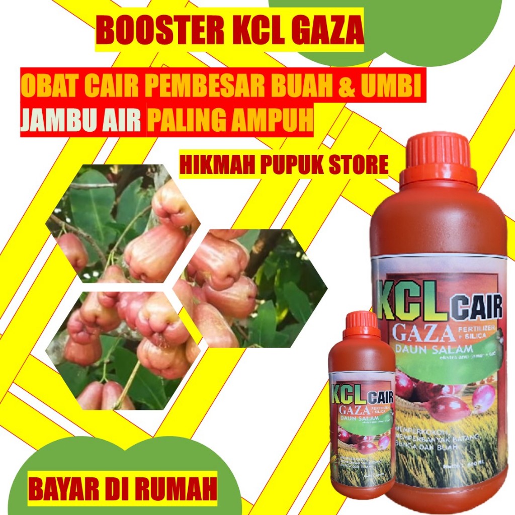 BOOSTER PEMBESAR BUAH JAMBU AIR PALING AMPUH - Pupuk Jambi Air Biar Manis BIO KCL Plus Merangsang Pe