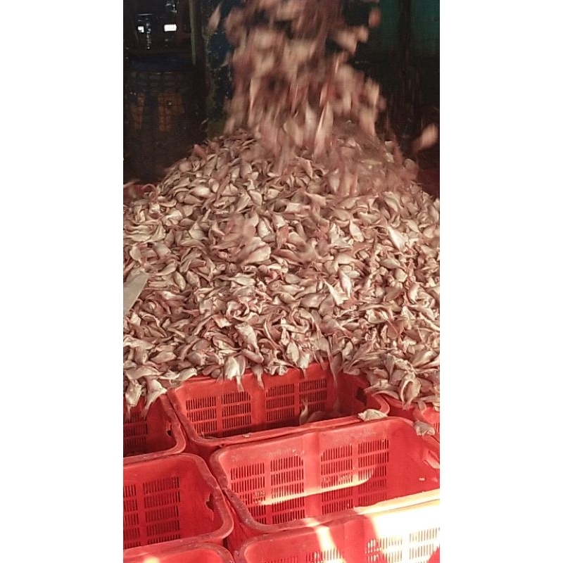 

ikan laut 10ton